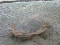 Biosphere Expeditions: Turtle conservation, Western Australia