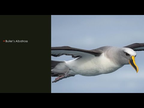 <p>Birds Qld Annual Photoshow</p>
 video thumbnail