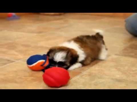 how to care for a zuchon puppy