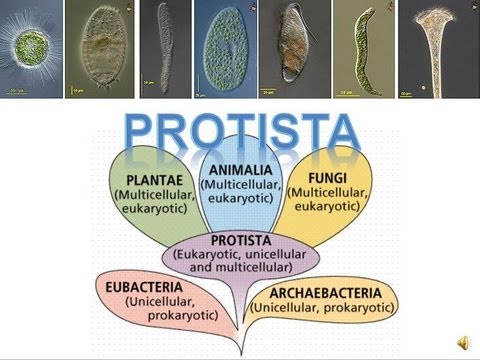 how to grow potatoes ppt