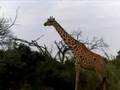Giraffe eating