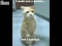 Very Funny Kittens Very Funny Kittens