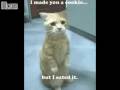 videos de Very Funny Kittens