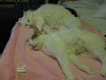 Pimprenelle and Lakuta are sleeping