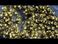 Click here to watch this video spiderling ball (black and yellow garden spiders)