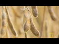 China's Amazing Flora