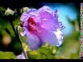 videos de Monawada Amme Akuru Jathiyak - Pricilla Opatha and Kingsley Jayasekara - Sinhala song