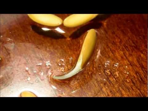 Growing Honeydew Melon from Seeds, Days 1-5