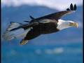Born to Fly - Paul Janz