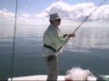 pj shark 1of2