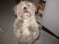 videos de Bogart y Dana