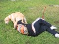 redneck doctor dog attack redneck doctor dog attack