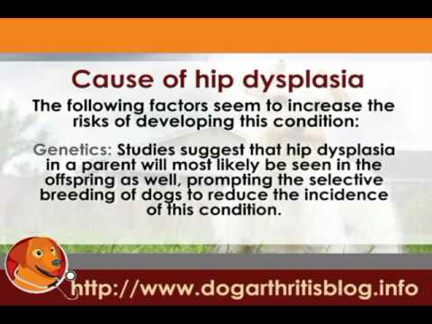 how to treat hip dysplasia in dogs