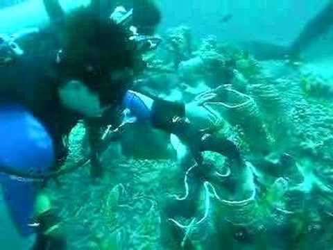 Diving - Giant Clam