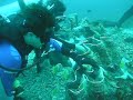 Diving - Giant Clam
