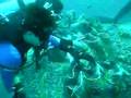 Diving - Giant Clam