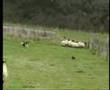Border Collie video