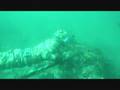 spearfishing in the channel islands