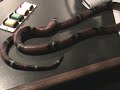 Rick Emerson Get Scared by Snake (ritchie) Rick Emerson Get Scared by Snake (ritchie)
