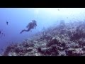 Dive Isla Verde via Ilijan Batangas (ICDF™)