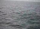 wieloryby , whales wieloryby , whales