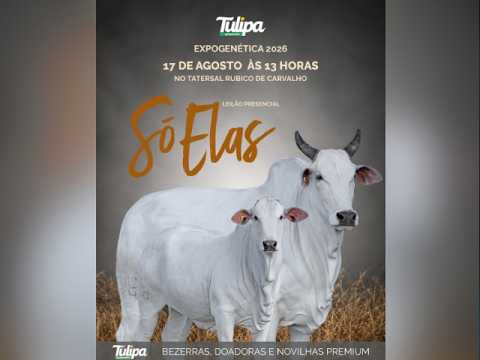 Leilão Presencial Só Elas