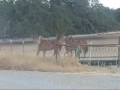 How to Scare a Horse