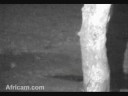 A little Africam leopard love!