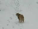 Aussie Lady Snow Tracks