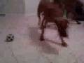 videos de Akilah gives Saphyre 