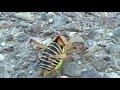 This strange insect was crossing the road. Looks like a wasp replaced his wings for feet. Filmed in South France. Apparently it's called an ephipigger.