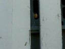 Cat Spider VS Grasshopper! Part 2