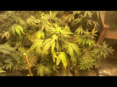 how to get more humidity in grow room