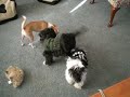 4 Dogs on Xmas 4 Dogs on Xmas