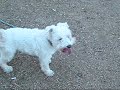 Nerdfighting Puppy Like Song - Lyrics!!! I've seen your video and it made me wag my nub And now I'd rather sniff your butt than get my belly rubbed It looks like you're over a thousand miles away but we can meet in Williford, Arkansas half way Oh even though tonight it's the sushi toy and myself, I'd much rather sniff and lick you...and nothing else! Oh won't you be in nerdfighting puppy like with me Won't you stay up all night and bark with me We could pee on John's private library Too bad you don't go to a dog park near me Over a romantic walk we'll share the same leash and one day plan to bury our treasures somewhere on the beach I promise always to be your dearest friend Oh Willy your heart will never be in a cast again Oh even though tonight it's just the sushi toy and myself, I'd much rather sniff and lick you...and something else! Oh won't you be in nerdfighting puppy like with me Won't you stay up all night and bark with me? We could pee on John's private library Too bad you don't go to a dog park near me Oh won't you be in nerdfighting puppy like with me Won't you stay up all night and bark with me? We could pee on John's private library Too bad you don't go to a dog park near me
