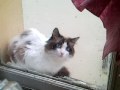 Le-chat-des-voisins