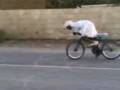 videos de bmw vs taliban