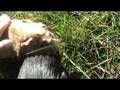 Isabelle's guinea pigs - Sandy and Elvira