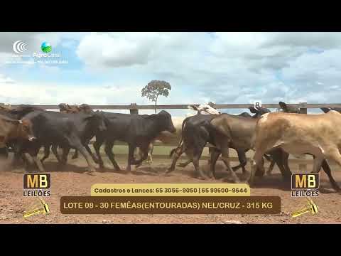 533� LEIL�O VIRTUAL MB LEIL�ES