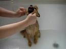 Dopey Bathing Dopey Bathing