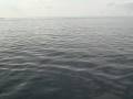 videos de dolphin safari jet ski 1