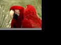 Affectionate Macaw Parrots by TagTooga.com