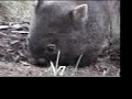 wombat love