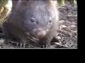 wombat Lady up the gully