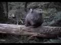 wombat Lady up the gully