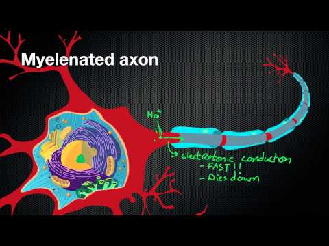 how to get more myelin