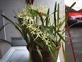 Orquídeas