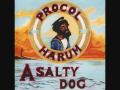 A Salty Dog