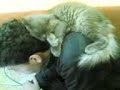 ???? ????? ??? ????...Where is cat sleeping?? ???? ????? ??? ????...Where is cat sleeping??