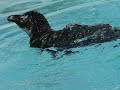 do-penguins-fly.html
